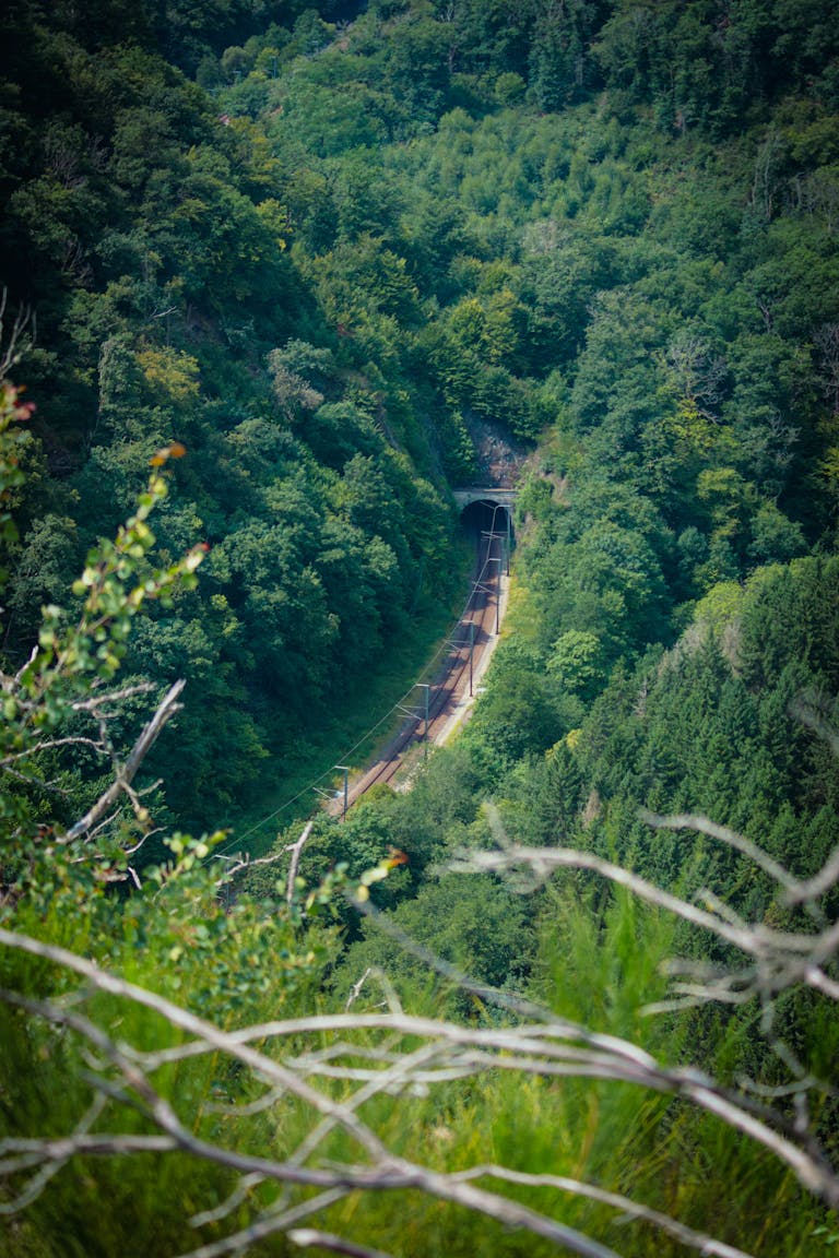 road in the forest